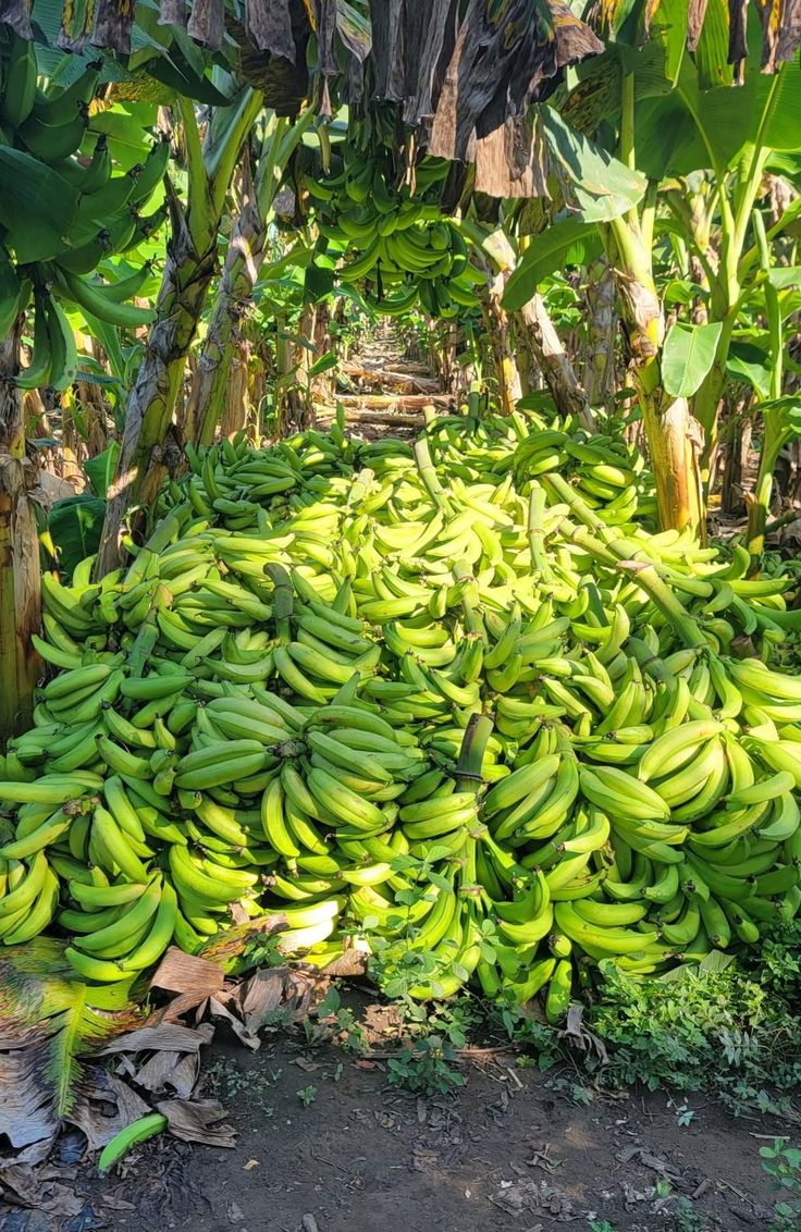 Plantain crop